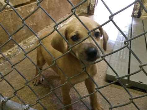 texarkana animal shelter dogs for adoption